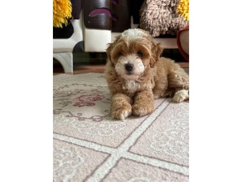 A kaliteli maltipoo bebekler