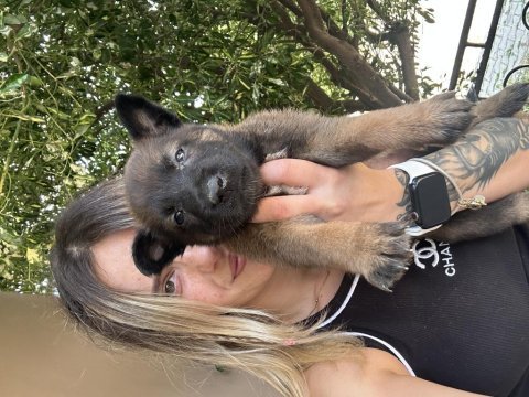 Belçika kurdu malinois yavruları