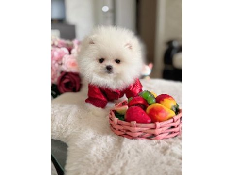 Teacup ayıcık pomeranian