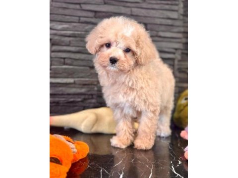 Teddy surat kore kan maltipoo yavrularımız