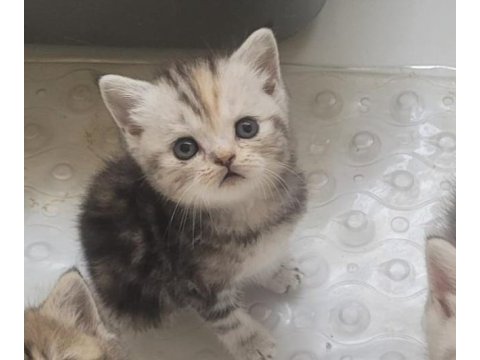British shorthair erkek yavru