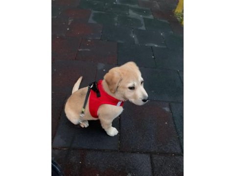 Labrador dora ömürlük yuvasını arıyor