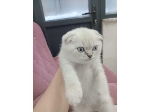 Scottish fold blue point