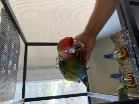 Resmi belgeli calico macaw papağanı el besleme yavru
