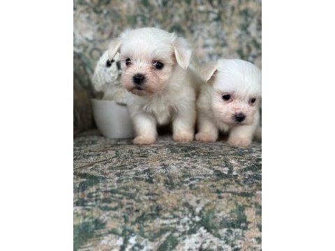 Tea cup maltese bebekler