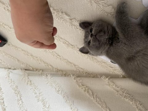 Sağlıklı orjinal yuvarlak kafa kedimiz