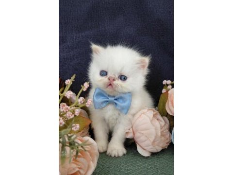 Sıfır burun exotic shorthair beyaz meleklerim