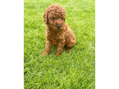 Red brown a kalite orjinal toy poodle yavrular