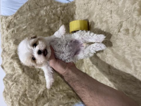 Orijinal maltipoo yavruları