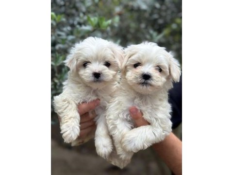 Kar beyazı terrier yavrularımız