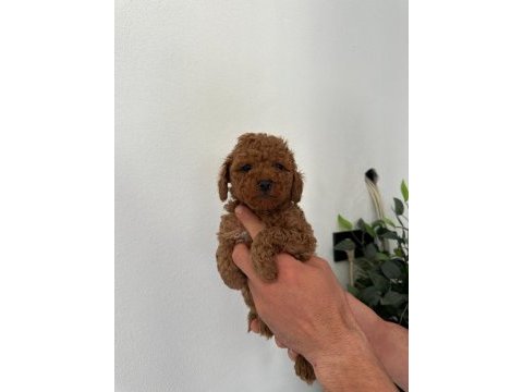 Irk garantili dişi ve erkek poodle yavrular