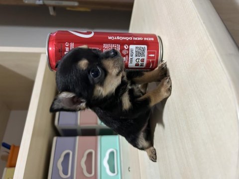 Kilogram garantili dişi yavrumuz chihuahua