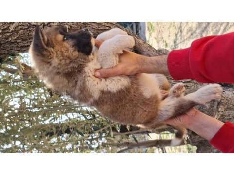 Son akita inu yavrumuz