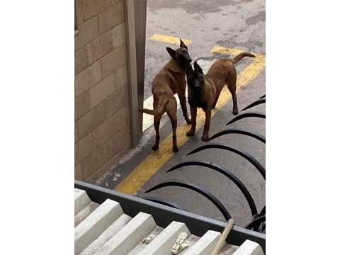 Köpekler çok acil sahiplendirilmesi gerekiyor