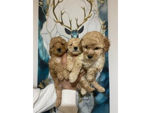 A kalite toy poodle