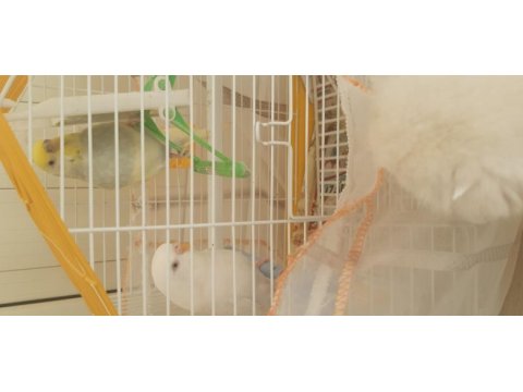 Arasan bulamazsın dişi erkek kafesi ile kuşlar