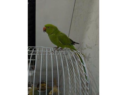 Pakistan papağanı full evcil