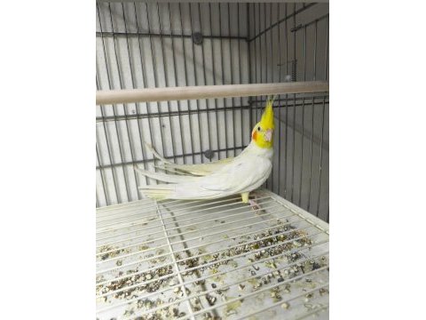 Lutino erkek sultan papağanı