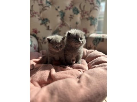 British shorthair yavrularımız yeni yuvasını arıyor