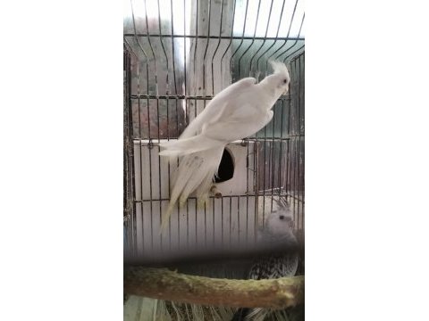 2 yaşında erkek sultan papağanı