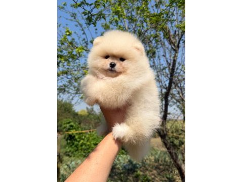 Pomeranian boo yavrumuz yeni yuvasını arıyor