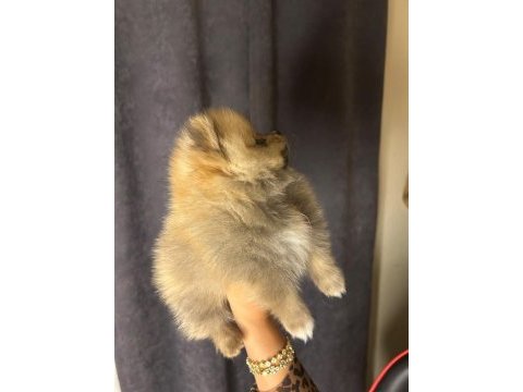 Tuvalet eğitimli sınıfının en iyisi köpeğimiz