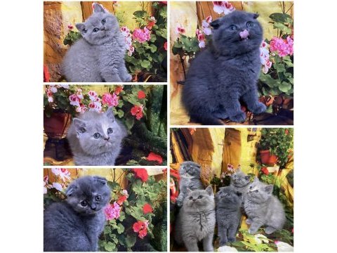 A kalite british shorthair ve scottish fold bebekler