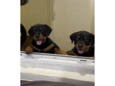 Saf kan rottweiler yavrularımız