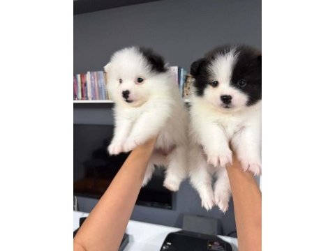 Pomeranian spitz 5 haftalık