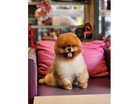 Yetişkin türkiyenin açık ara en iyisi pomeranian