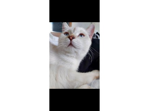 Akıllı çocuğum pamuk silver blue point british