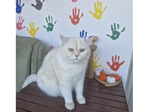 British shorthair pamuğa yeni yuva