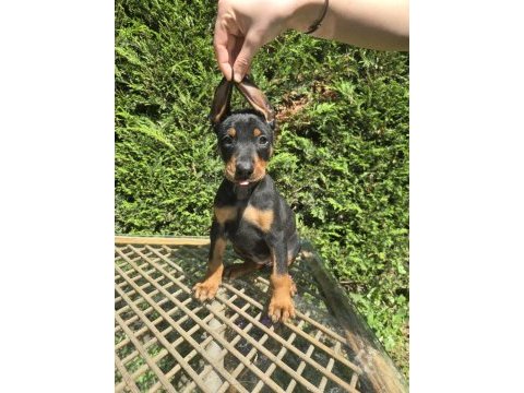 Orjinal doberman köpekleri