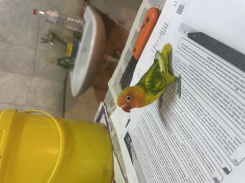 Mutasyon renk güzeli cennet papağanı