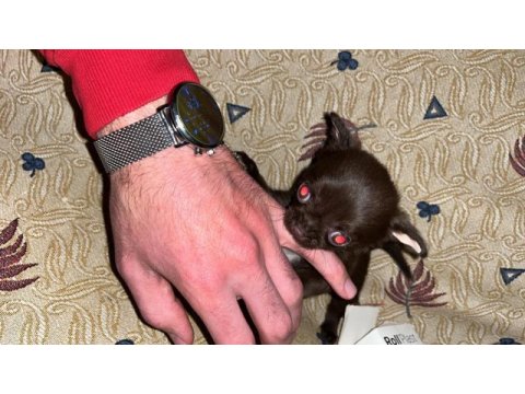 En mini boy teacup chihuahua bebekler