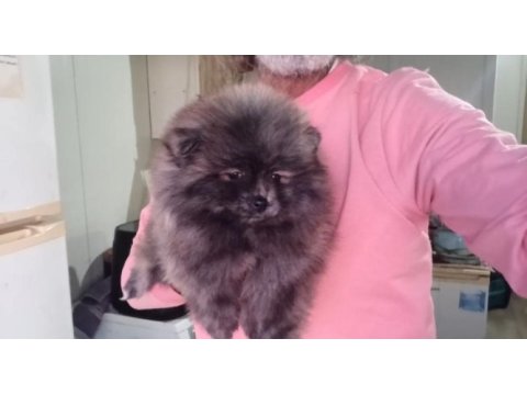 Orijinal pomeranian boo