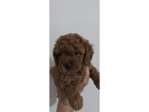 Kore kan toy poodle