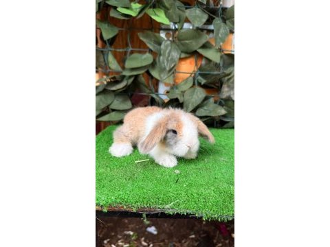 Safkan hollanda lop ve cüce tavşanlarımız