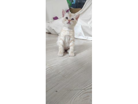 Tontiğe ve yavrularına yuva arıyorum tekir