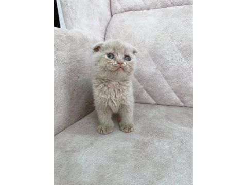 Minik kutup ayısı bebiş british shorthair