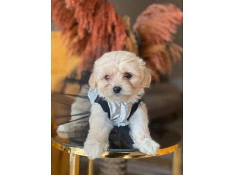 Safkan orijinal maltipoo yavrularımız