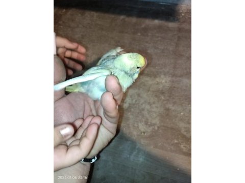Ev üretimi yavru muhabbet kuşları