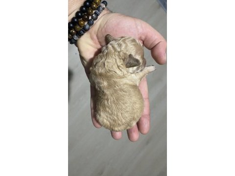Apricot renk teacup dişi kg garantili poodle