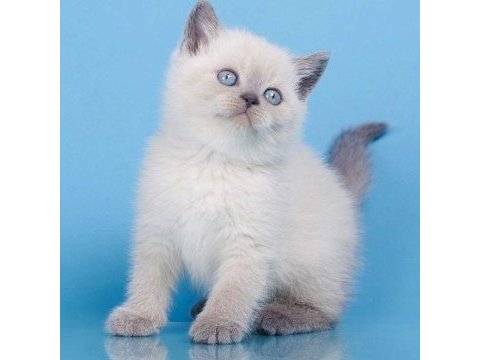 British shorthair yavruları