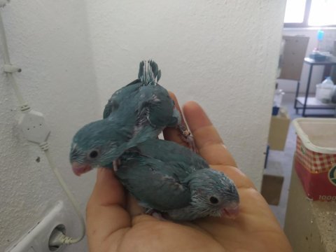 Yeme düşünce sahiplendirilecek forpus papağanı yavrular