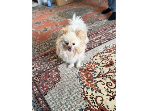 2 yaşında dişi pomeranian doğum tecrübeli