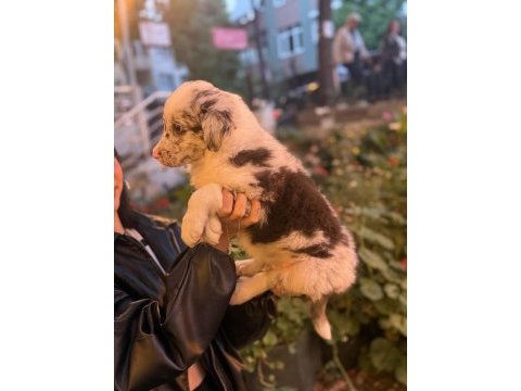 Zeki ve oyuncu border collie yavru