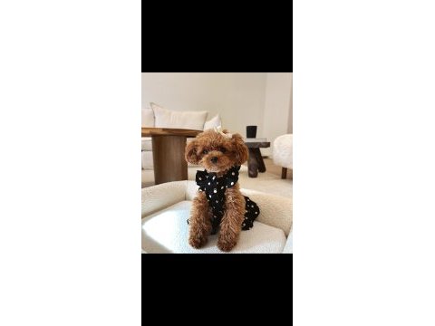 Kendi köpüşümün gerçek kore ve toy poodle bebekler