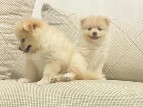2 aylık dişi erkek pomeranian boo