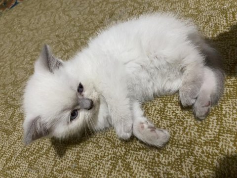 Yavru scottish fold kedimiz